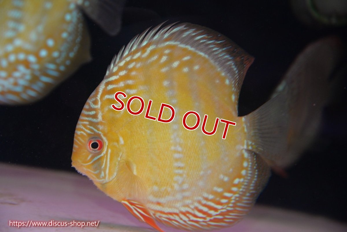 画像1: 【決算セール対象個体】【ワイルドディスカス】【通販】【未開の新産地個体】ラーゴサポ ミドルパールロイヤル【個体販売】15〜16cm（生体）ラーゴサポ産 (1)