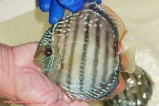 画像1: 【ワイルドディスカス】【通販】【未開の新産地個体】ラーゴサポ ミドルパールロイヤル【個体販売】15〜16cm（生体）ラーゴサポ産 (1)