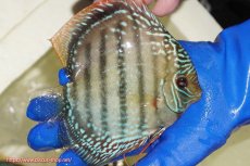 画像3: 【ウィンターセール対象個体】【ワイルドディスカス】【通販】【未開の新産地個体】ラーゴサポ ミドルパールロイヤル【個体販売】15〜16cm（生体）ラーゴサポ産 (3)