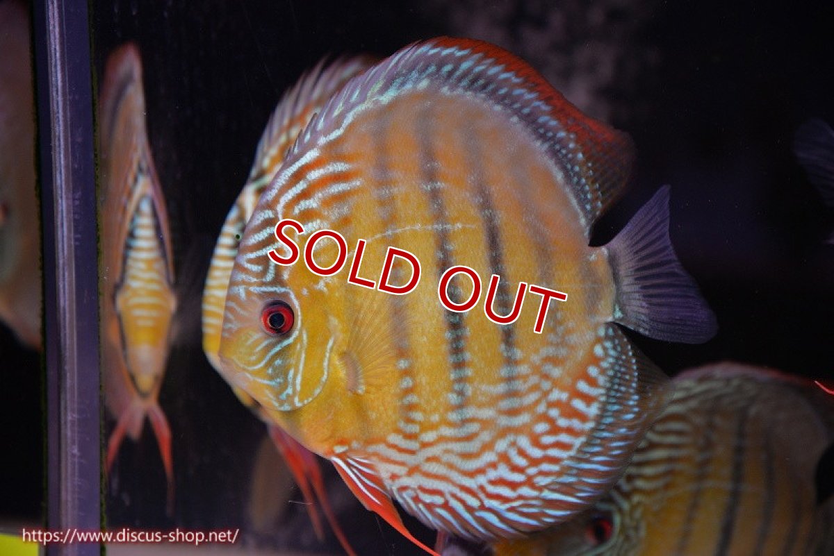 画像1: 【ウィンターセール対象個体】【ワイルドディスカス】【通販】【未開の新産地個体】ラーゴサポ ミドルパールロイヤル【個体販売】15〜16cm（生体）ラーゴサポ産 (1)