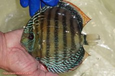 画像1: 【ワイルドディスカス】【通販】【未開の新産地個体】ラーゴサポ ミドルパールロイヤル【個体販売】15〜16cm（生体）ラーゴサポ産 (1)