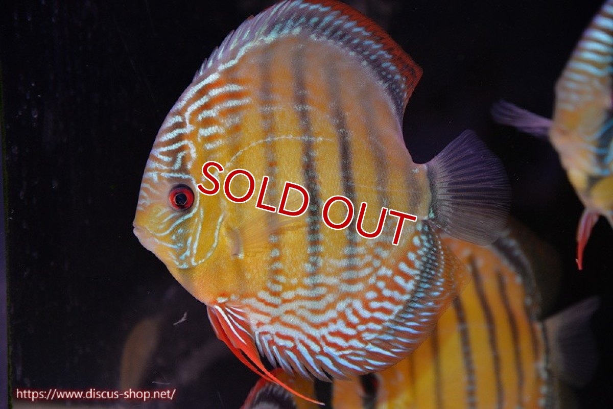 画像2: 【ウィンターセール対象個体】【ワイルドディスカス】【通販】【未開の新産地個体】ラーゴサポ ミドルパールロイヤル【個体販売】15〜16cm（生体）ラーゴサポ産 (2)