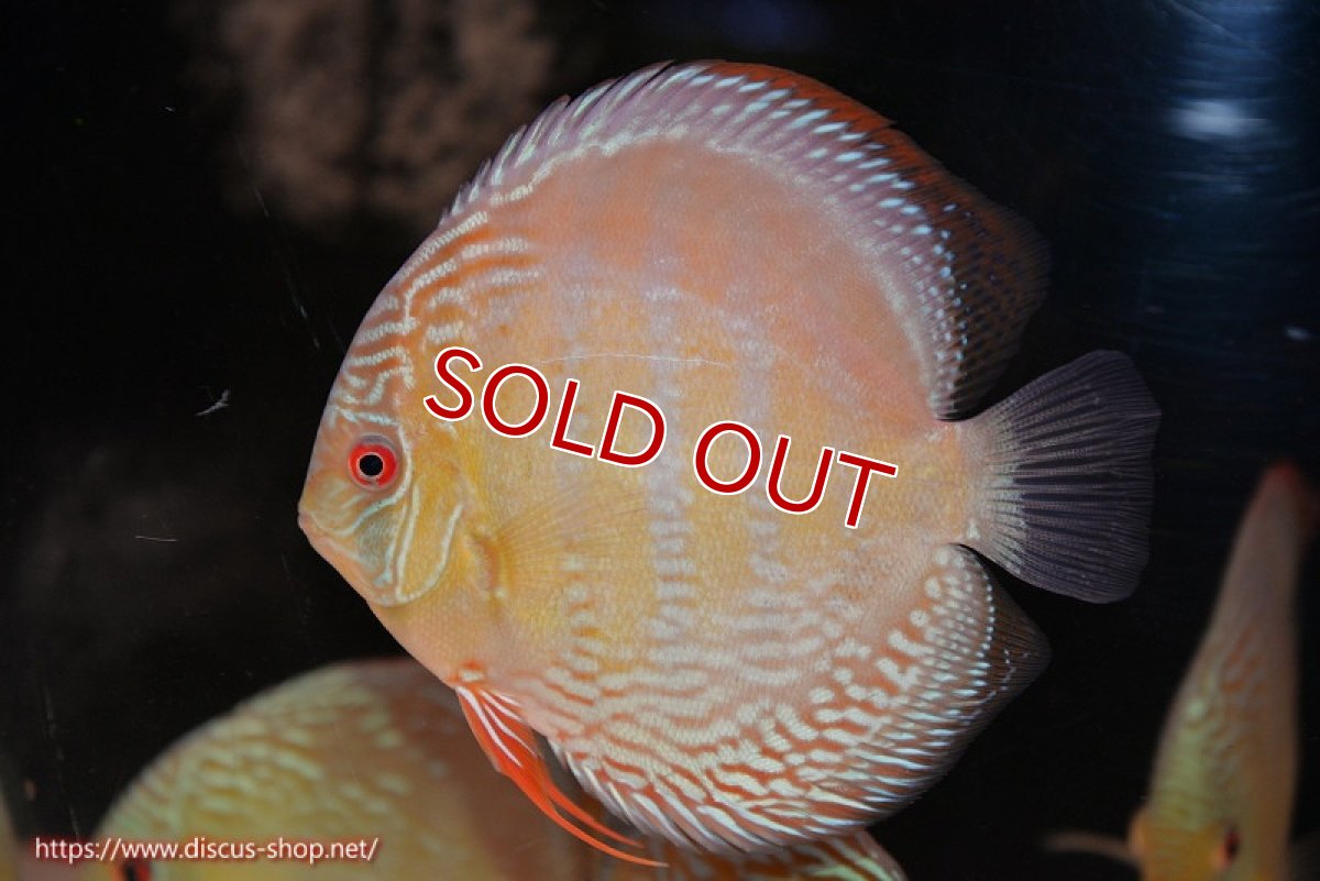 画像3: 【ウィンターセール対象個体】【ワイルドディスカス】【通販】【未開の新産地個体】ラーゴサポ ミドルパールロイヤル【個体販売】15〜16cm（生体）ラーゴサポ産 (3)