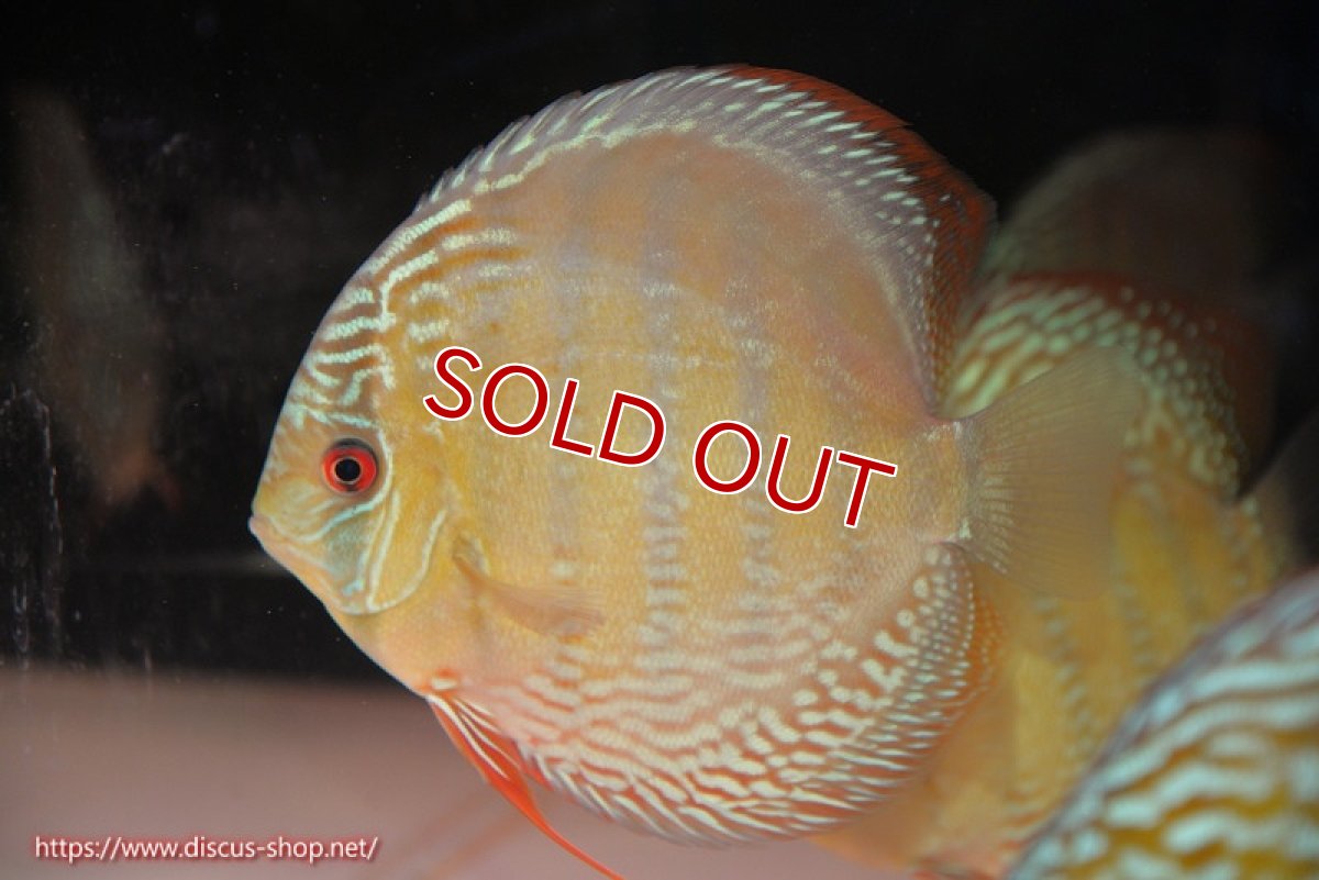 画像4: 【ウィンターセール対象個体】【ワイルドディスカス】【通販】【未開の新産地個体】ラーゴサポ ミドルパールロイヤル【個体販売】15〜16cm（生体）ラーゴサポ産 (4)