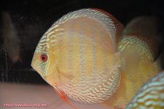 画像4: 【ウィンターセール対象個体】【ワイルドディスカス】【通販】【未開の新産地個体】ラーゴサポ ミドルパールロイヤル【個体販売】15〜16cm（生体）ラーゴサポ産 (4)