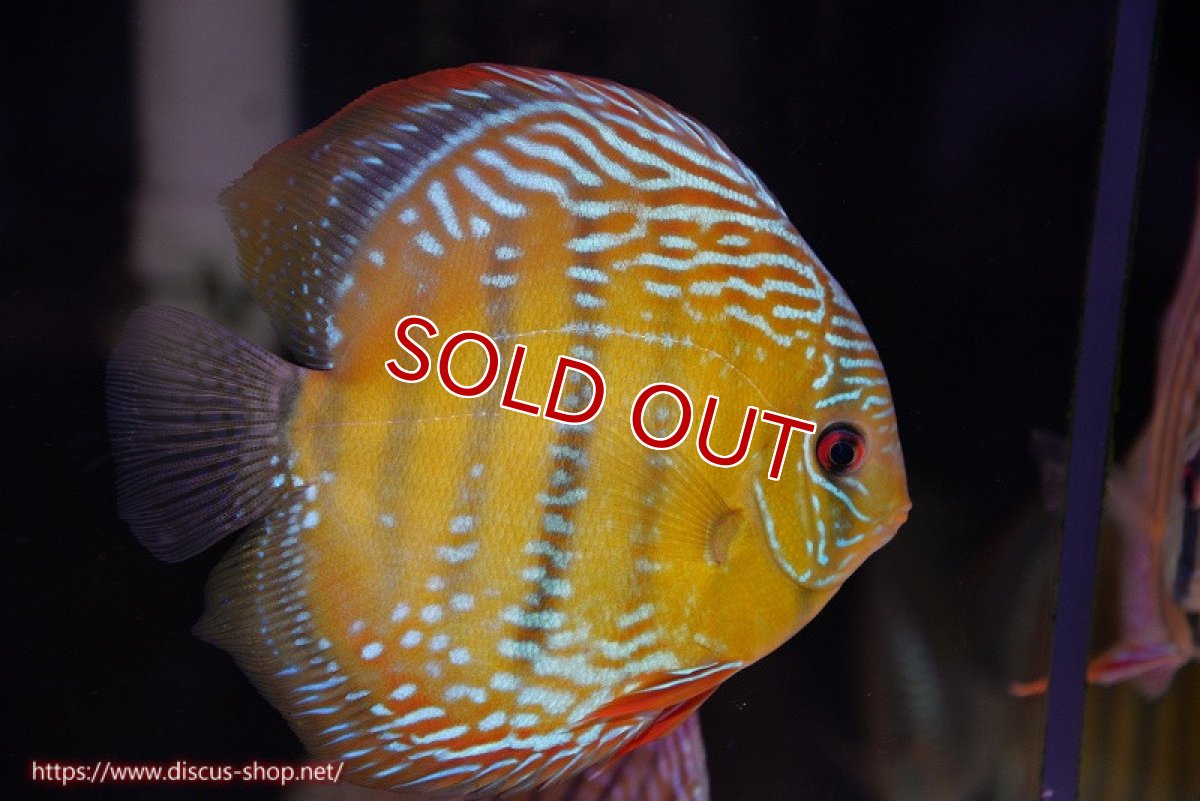 画像1: 【ウィンターセール対象個体】【ワイルドディスカス】【通販】【未開の新産地個体】ラーゴサポ ミドルパールロイヤル【個体販売】15〜16cm（生体）ラーゴサポ産 (1)