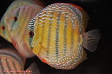 画像3: 【ウィンターセール対象個体】【ワイルドディスカス】【通販】【未開の新産地個体】ラーゴサポ ミドルパールロイヤル【個体販売】15〜16cm（生体）ラーゴサポ産 (3)