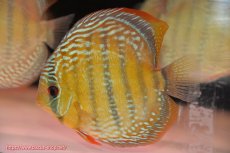 画像4: 【ウィンターセール対象個体】【ワイルドディスカス】【通販】【未開の新産地個体】ラーゴサポ ミドルパールロイヤル【個体販売】15〜16cm（生体）ラーゴサポ産 (4)