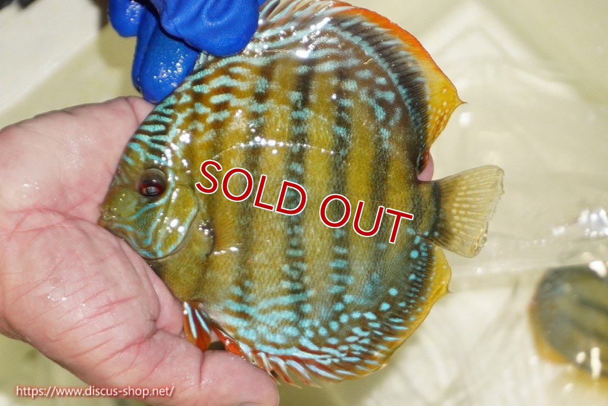 画像5: 【ウィンターセール対象個体】【ワイルドディスカス】【通販】【未開の新産地個体】ラーゴサポ ミドルパールロイヤル【個体販売】15〜16cm（生体）ラーゴサポ産 (5)