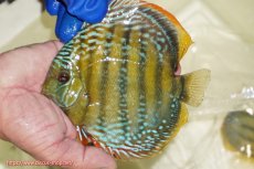 画像5: 【ウィンターセール対象個体】【ワイルドディスカス】【通販】【未開の新産地個体】ラーゴサポ ミドルパールロイヤル【個体販売】15〜16cm（生体）ラーゴサポ産 (5)