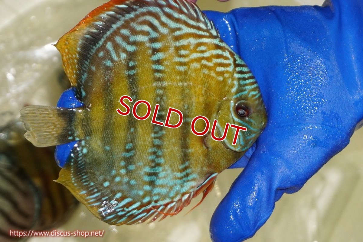 画像6: 【ウィンターセール対象個体】【ワイルドディスカス】【通販】【未開の新産地個体】ラーゴサポ ミドルパールロイヤル【個体販売】15〜16cm（生体）ラーゴサポ産 (6)