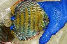 画像6: 【ウィンターセール対象個体】【ワイルドディスカス】【通販】【未開の新産地個体】ラーゴサポ ミドルパールロイヤル【個体販売】15〜16cm（生体）ラーゴサポ産 (6)