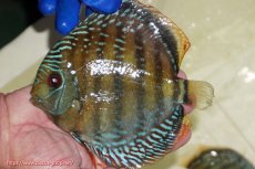 画像1: 【ワイルドディスカス】【通販】【未開の新産地個体】ラーゴサポ ミドルパールロイヤル【個体販売】15〜16cm（生体）ラーゴサポ産 (1)