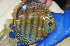 画像3: 【ウィンターセール対象個体】【ワイルドディスカス】【通販】【未開の新産地個体】ラーゴサポ ミドルパールロイヤル【個体販売】15〜16cm（生体）ラーゴサポ産 (3)