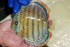 画像1: 【ワイルドディスカス】【通販】【未開の新産地個体】ラーゴサポ ミドルパールロイヤル【個体販売】15〜16cm（生体）ラーゴサポ産 (1)