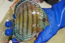 画像2: 【ワイルドディスカス】【通販】【未開の新産地個体】ラーゴサポ ミドルパールロイヤル【個体販売】15〜16cm（生体）ラーゴサポ産 (2)