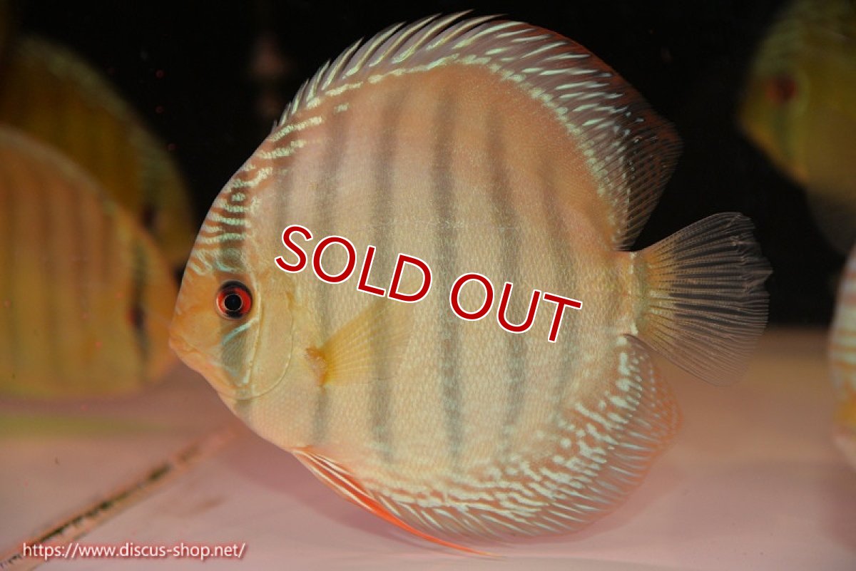 画像1: 【ウィンターセール対象個体】【ワイルドディスカス】【通販】【未開の新産地個体】ラーゴサポ ミドルパールロイヤル【個体販売】15〜16cm（生体）ラーゴサポ産 (1)