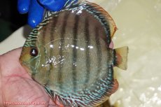 画像1: 【ワイルドディスカス】【通販】【未開の新産地個体】ラーゴサポ ミドルパールロイヤル【個体販売】15〜16cm（生体）ラーゴサポ産 (1)