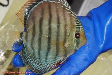 画像3: 【ウィンターセール対象個体】【ワイルドディスカス】【通販】【未開の新産地個体】ラーゴサポ ミドルパールロイヤル【個体販売】15〜16cm（生体）ラーゴサポ産 (3)