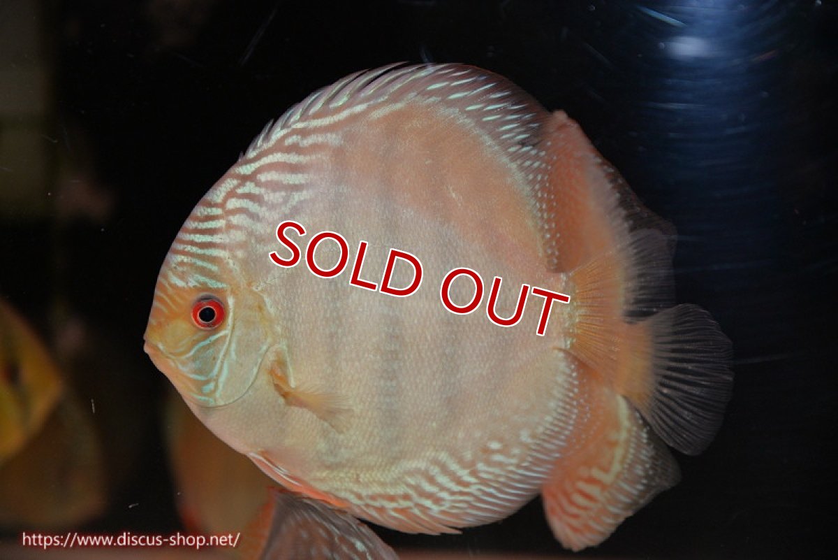 画像2: 【決算セール対象個体】【ワイルドディスカス】【通販】【未開の新産地個体】ラーゴサポ ミドルパールロイヤル【個体販売】15〜16cm（生体）ラーゴサポ産 (2)