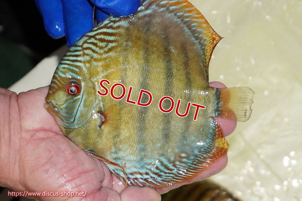 画像3: 【決算セール対象個体】【ワイルドディスカス】【通販】【未開の新産地個体】ラーゴサポ ミドルパールロイヤル【個体販売】15〜16cm（生体）ラーゴサポ産 (3)