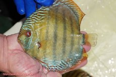 画像3: 【ウィンターセール対象個体】【ワイルドディスカス】【通販】【未開の新産地個体】ラーゴサポ ミドルパールロイヤル【個体販売】15〜16cm（生体）ラーゴサポ産 (3)