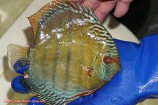 画像4: 【ウィンターセール対象個体】【ワイルドディスカス】【通販】【未開の新産地個体】ラーゴサポ ミドルパールロイヤル【個体販売】15〜16cm（生体）ラーゴサポ産 (4)