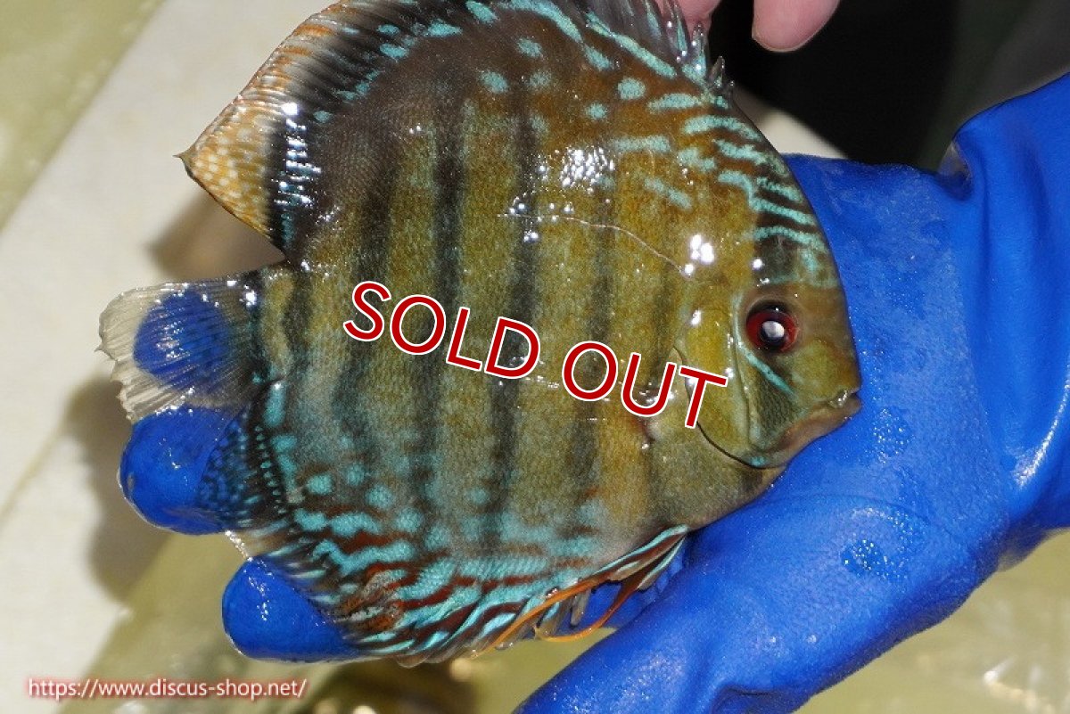 画像4: 【サマーセール対象個体　２匹以上でクーポンご利用で20％OFF】【ワイルドディスカス】【通販】【未開の新産地個体】ラーゴサポ ミドルパールロイヤル【個体販売】15〜16cm（生体）ラーゴサポ産 (4)