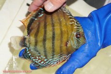 画像2: 【ワイルドディスカス】【通販】【未開の新産地個体】ラーゴサポ ミドルパールロイヤル【個体販売】15〜16cm（生体）ラーゴサポ産 (2)