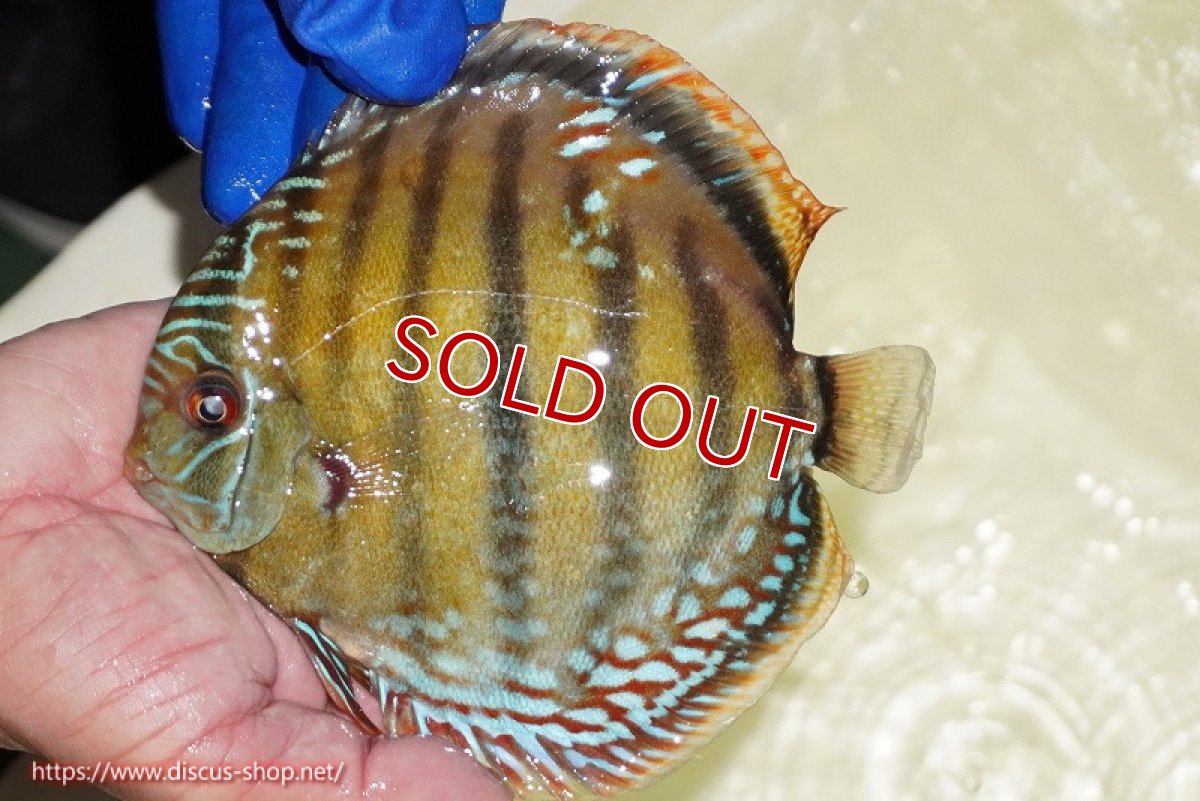 画像3: 【サマーセール対象個体　２匹以上でクーポンご利用で20％OFF】【ワイルドディスカス】【通販】【未開の新産地個体】ラーゴサポ ミドルパールロイヤル【個体販売】15〜16cm（生体）ラーゴサポ産 (3)