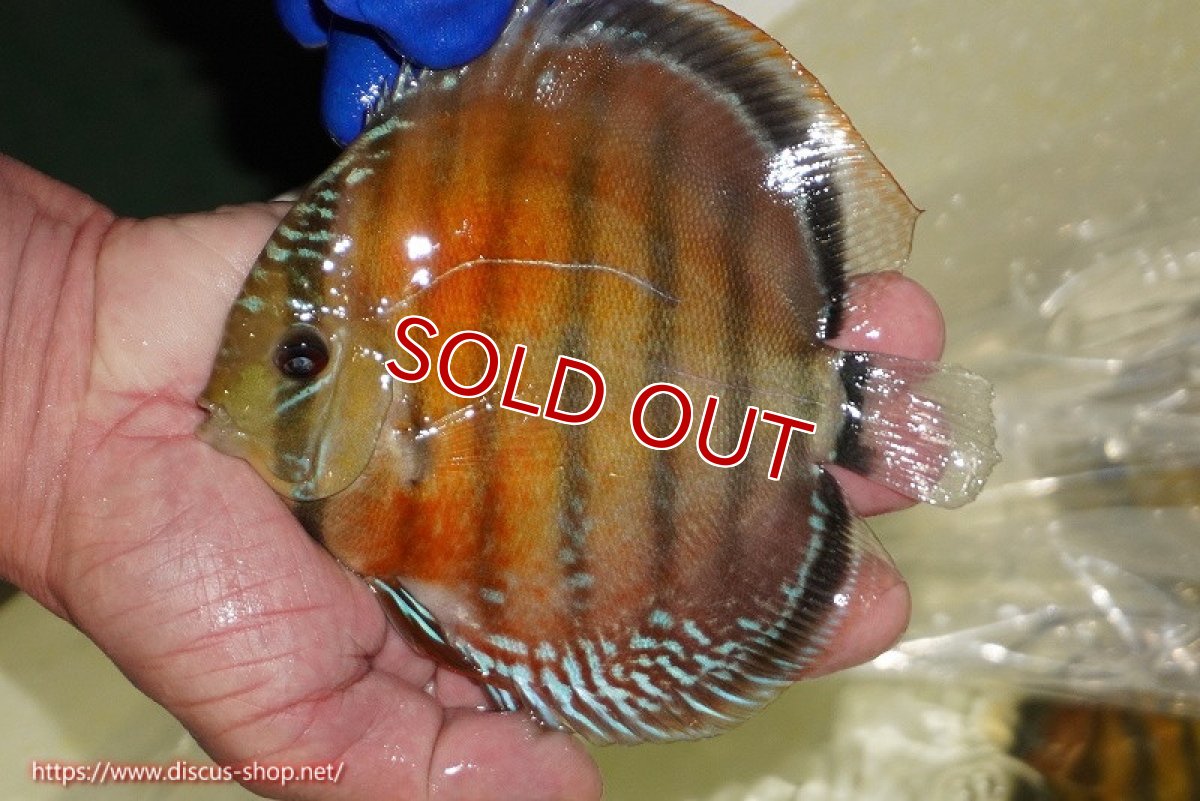 画像1: 【ワイルドディスカス】【通販】【未開の新産地個体】ラーゴサポ スーパークリムゾンレッド【個体販売】15〜16cm（生体）ラーゴサポ産 (1)