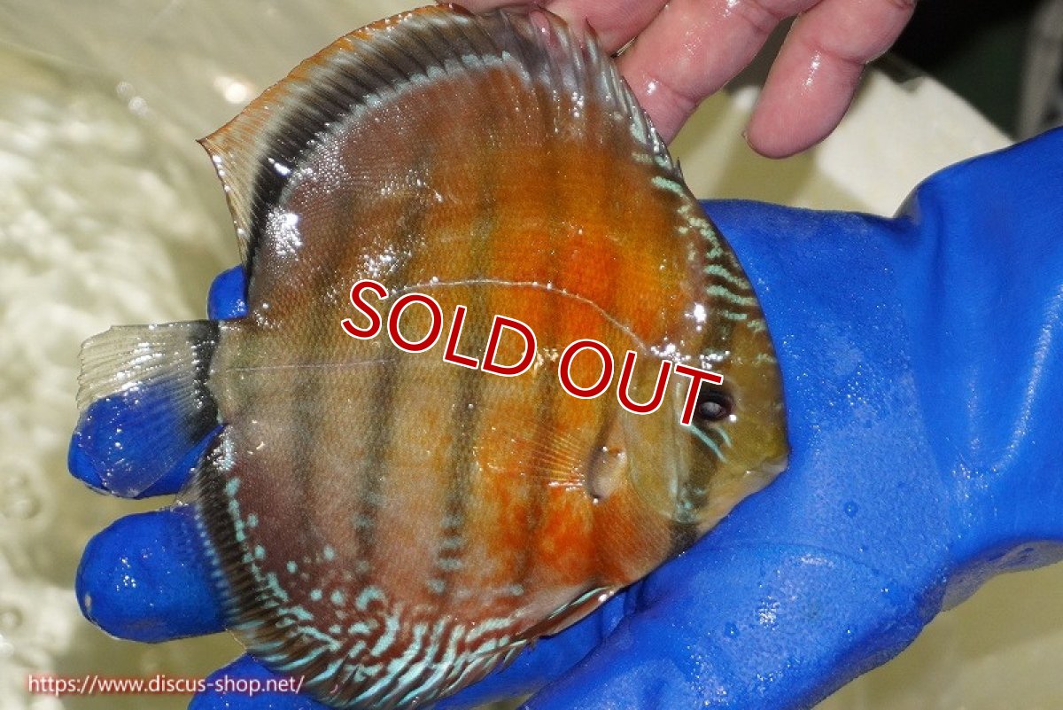 画像3: 【ワイルドディスカス】【通販】【未開の新産地個体】ラーゴサポ スーパークリムゾンレッド【個体販売】15〜16cm（生体）ラーゴサポ産 (3)