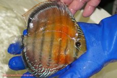 画像3: 【ワイルドディスカス】【通販】【未開の新産地個体】ラーゴサポ スーパークリムゾンレッド【個体販売】15〜16cm（生体）ラーゴサポ産 (3)