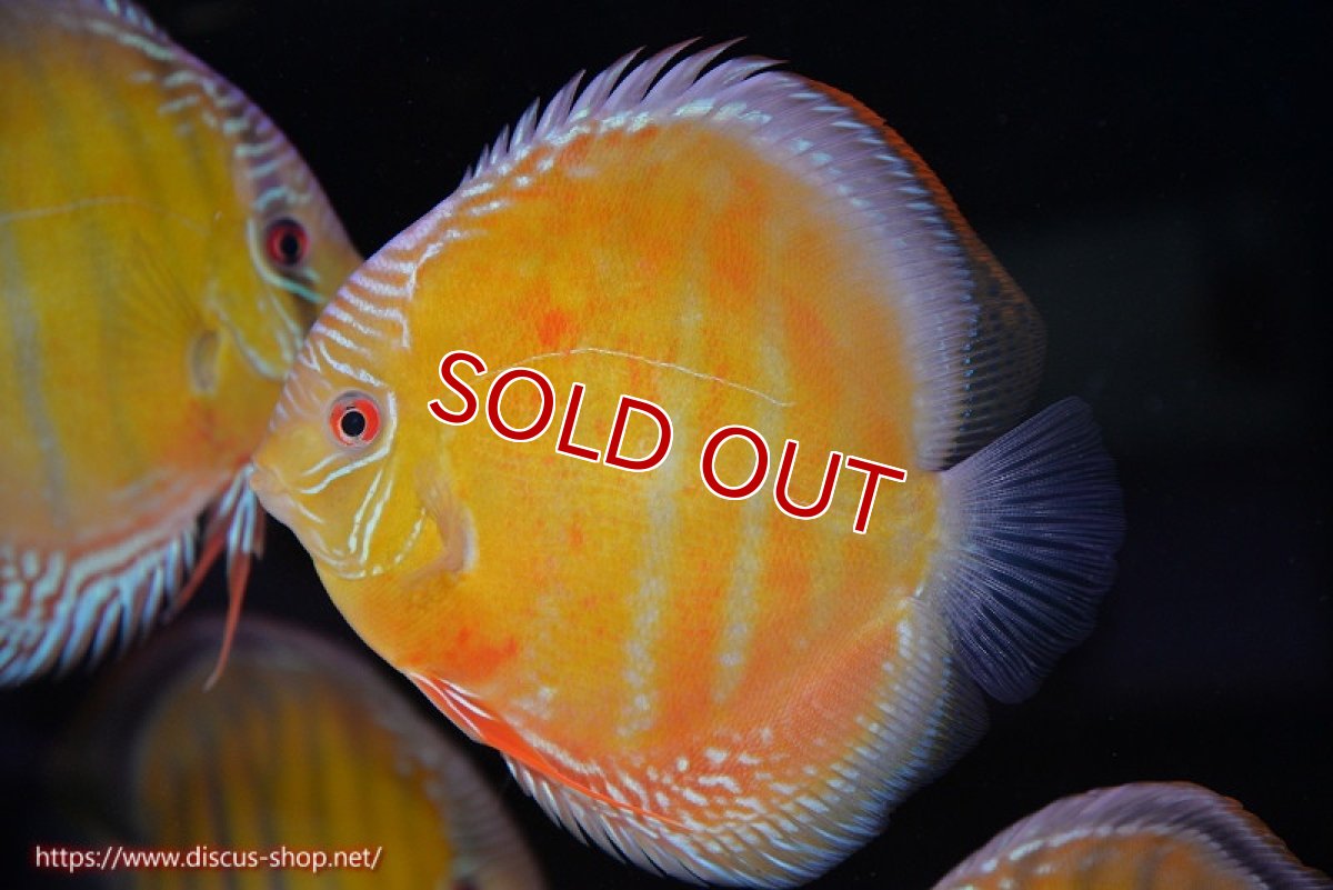 画像1: 【ウィンターセール対象個体】【ワイルドディスカス】【通販】【未開の新産地個体】ラーゴサポ スーパークリムゾンレッド【個体販売】15〜16cm（生体）ラーゴサポ産 (1)