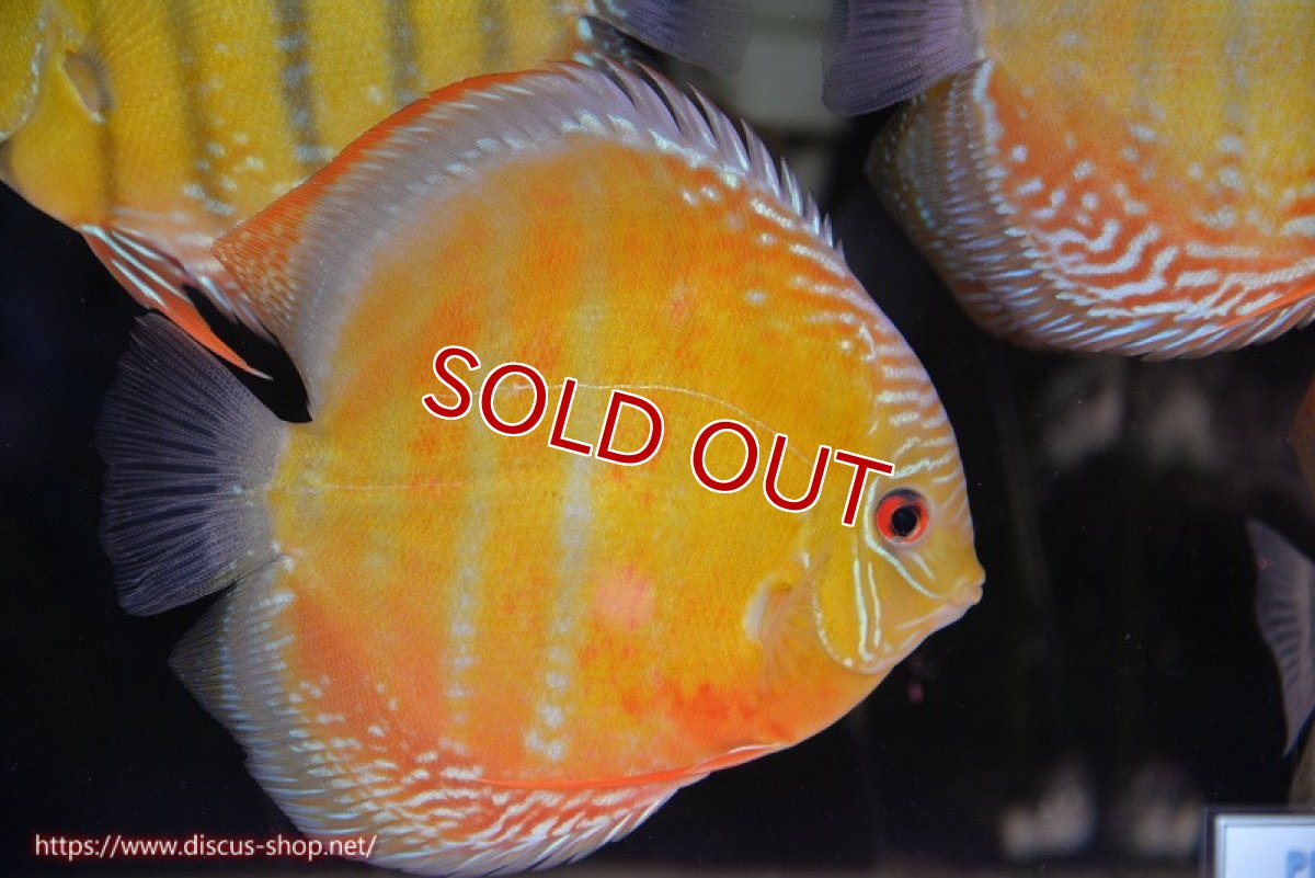 画像2: 【ウィンターセール対象個体】【ワイルドディスカス】【通販】【未開の新産地個体】ラーゴサポ スーパークリムゾンレッド【個体販売】15〜16cm（生体）ラーゴサポ産 (2)