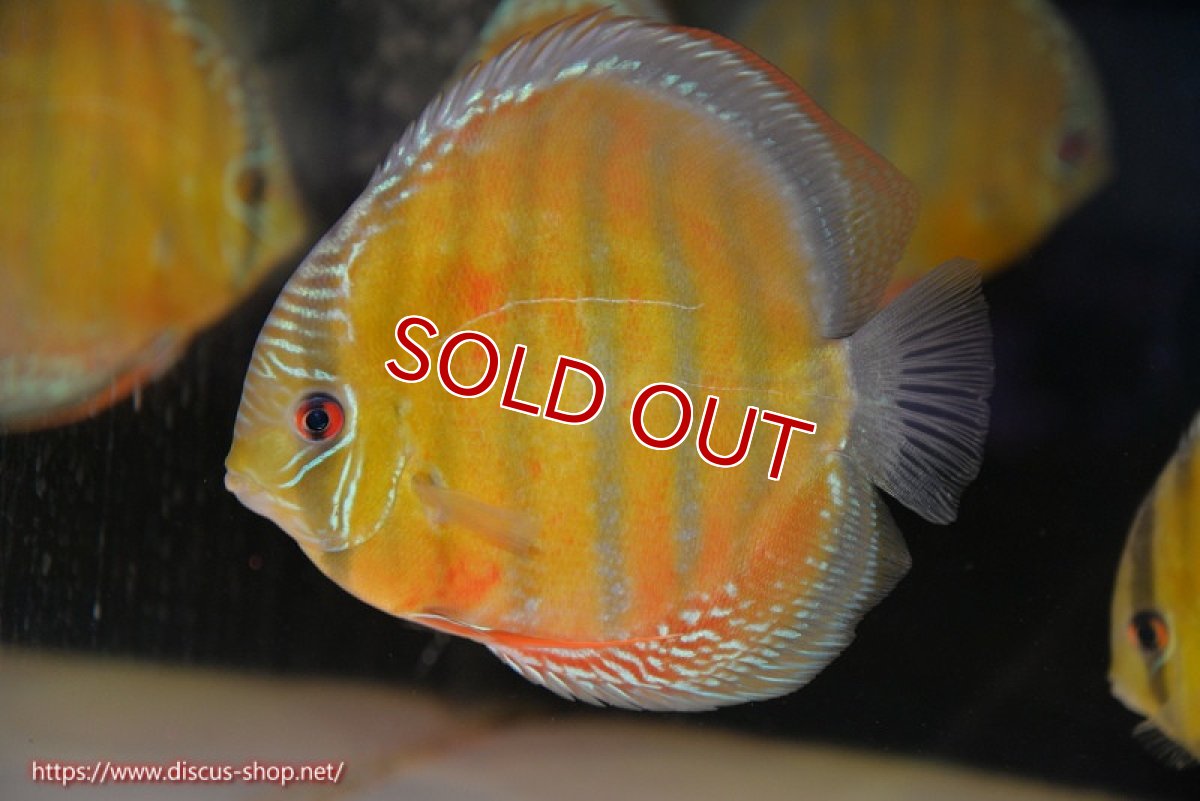 画像3: 【ウィンターセール対象個体】【ワイルドディスカス】【通販】【未開の新産地個体】ラーゴサポ スーパークリムゾンレッド【個体販売】15〜16cm（生体）ラーゴサポ産 (3)