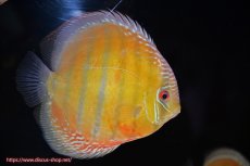 画像4: 【ウィンターセール対象個体】【ワイルドディスカス】【通販】【未開の新産地個体】ラーゴサポ スーパークリムゾンレッド【個体販売】15〜16cm（生体）ラーゴサポ産 (4)