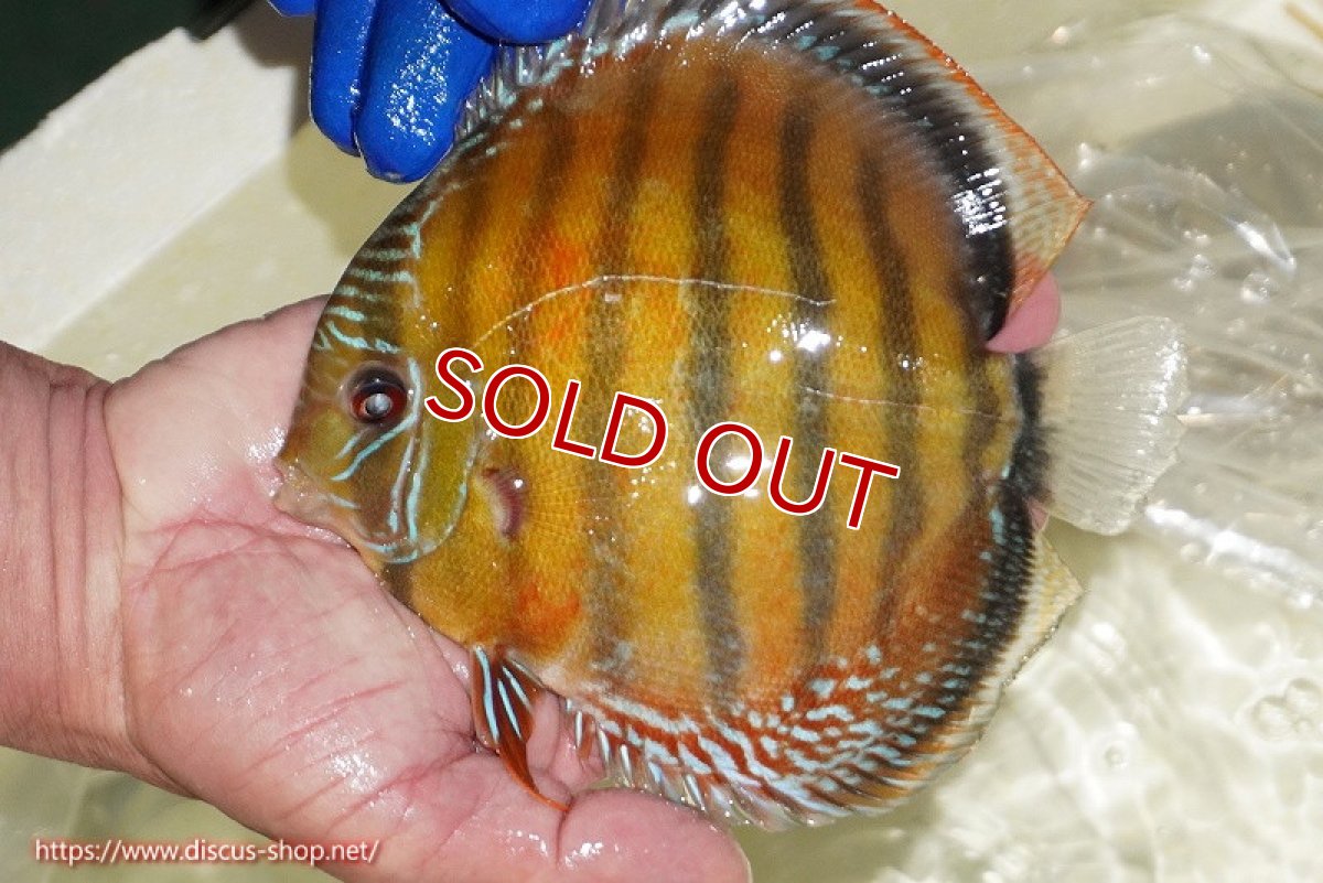 画像5: 【ウィンターセール対象個体】【ワイルドディスカス】【通販】【未開の新産地個体】ラーゴサポ スーパークリムゾンレッド【個体販売】15〜16cm（生体）ラーゴサポ産 (5)