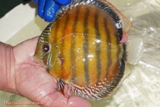 画像5: 【ウィンターセール対象個体】【ワイルドディスカス】【通販】【未開の新産地個体】ラーゴサポ スーパークリムゾンレッド【個体販売】15〜16cm（生体）ラーゴサポ産 (5)