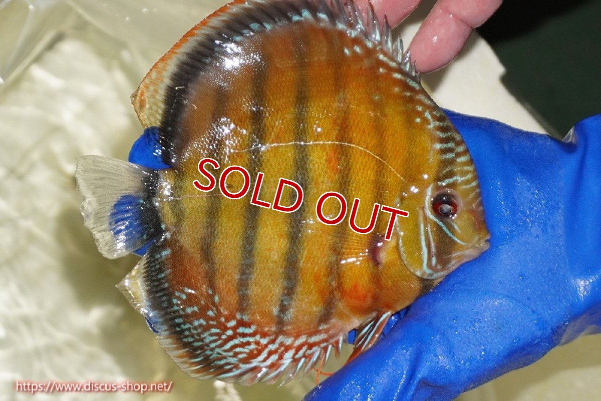 画像6: 【ウィンターセール対象個体】【ワイルドディスカス】【通販】【未開の新産地個体】ラーゴサポ スーパークリムゾンレッド【個体販売】15〜16cm（生体）ラーゴサポ産 (6)