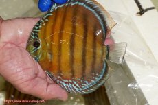 画像1: 【ワイルドディスカス】【通販】【未開の新産地個体】ラーゴサポ スーパークリムゾンレッド【個体販売】15〜16cm（生体）ラーゴサポ産 (1)