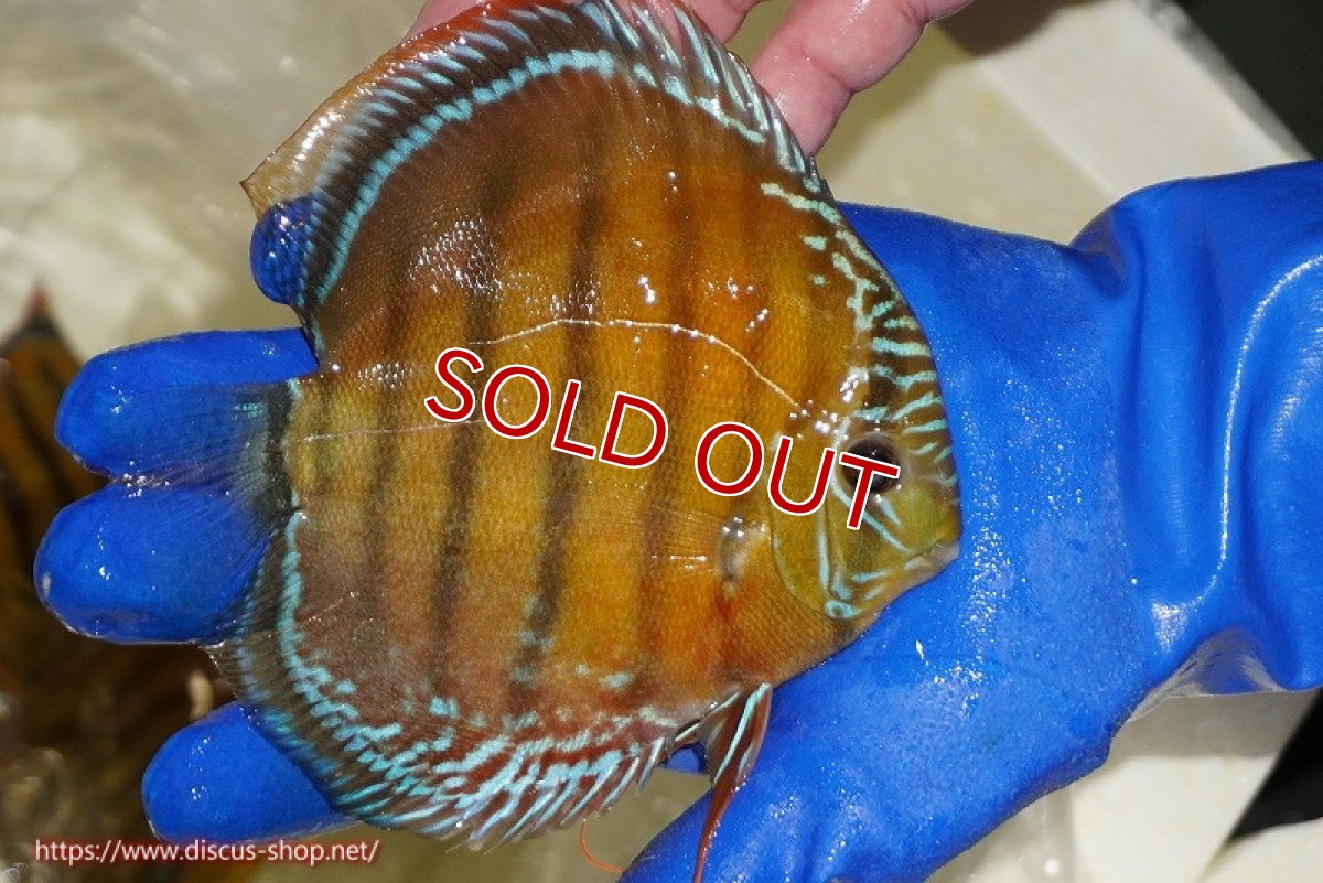 画像2: 【ワイルドディスカス】【通販】【未開の新産地個体】ラーゴサポ スーパークリムゾンレッド【個体販売】15〜16cm（生体）ラーゴサポ産 (2)