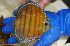 画像2: 【ワイルドディスカス】【通販】【未開の新産地個体】ラーゴサポ スーパークリムゾンレッド【個体販売】15〜16cm（生体）ラーゴサポ産 (2)