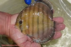 画像3: 【ウィンターセール対象個体】【ワイルドディスカス】【通販】【未開の新産地個体】ラーゴサポ スーパークリムゾンレッド【個体販売】15〜16cm（生体）ラーゴサポ産 (3)