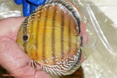 画像1: 【ワイルドディスカス】【通販】【未開の新産地個体】ラーゴサポ スーパークリムゾンレッド【個体販売】15〜16cm（生体）ラーゴサポ産 (1)