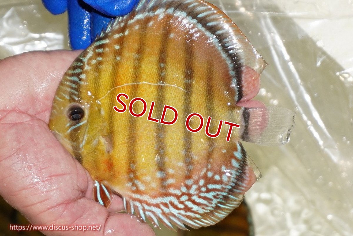 画像2: 【クーポン対象個体 1匹購入で10%OFF 2匹購入で15%OFF 3匹購入で20%OFF】【ワイルドディスカス】【通販】【未開の新産地個体】ラーゴサポ スーパークリムゾンレッド（オレンジ目）【個体販売】15〜16cm（生体）ラーゴサポ産 (2)