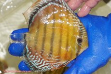 画像2: 【ワイルドディスカス】【通販】【未開の新産地個体】ラーゴサポ スーパークリムゾンレッド【個体販売】15〜16cm（生体）ラーゴサポ産 (2)