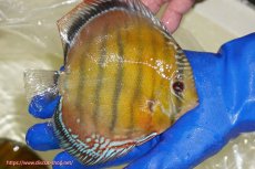 画像2: 【ワイルドディスカス】【通販】【未開の新産地個体】ラーゴサポ スーパークリムゾンレッド【個体販売】15〜16cm（生体）ラーゴサポ産 (2)