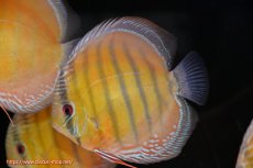 画像3: 【ウィンターセール対象個体】【ワイルドディスカス】【通販】【未開の新産地個体】ラーゴサポ スーパークリムゾンレッド【個体販売】15〜16cm（生体）ラーゴサポ産 (3)