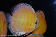 画像4: 【ウィンターセール対象個体】【ワイルドディスカス】【通販】【未開の新産地個体】ラーゴサポ スーパークリムゾンレッド【個体販売】15〜16cm（生体）ラーゴサポ産 (4)